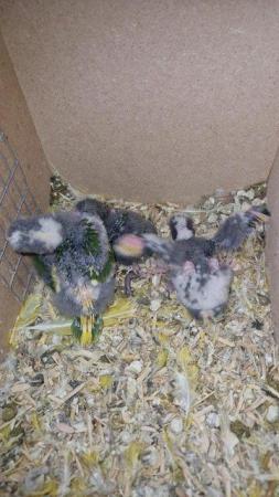 Image 26 of Ringneck - Quaker - Kakariki - Lovebird - Parrotlet Chicks