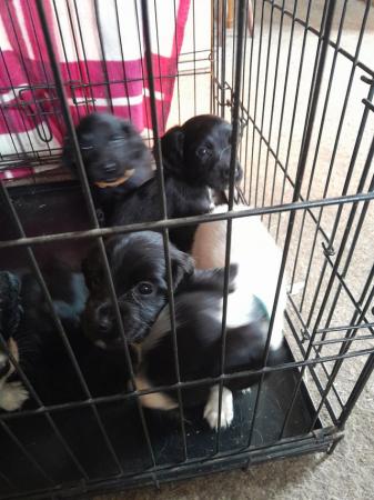 Image 3 of Sprocker puppies for sale