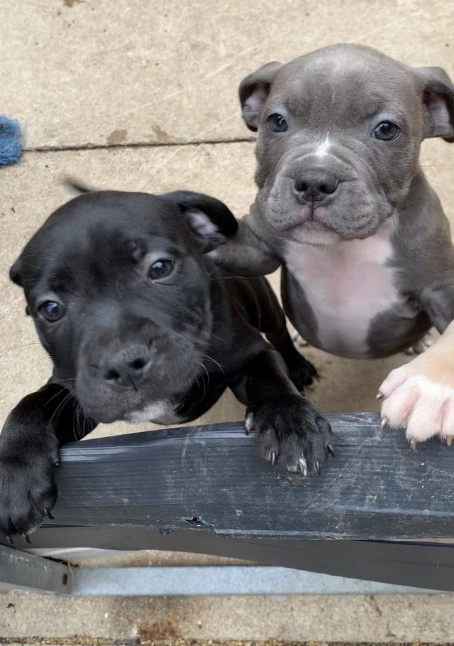 Preview of the first image of 9 Staffy puppies merles and blues boys and girls lovely pups.