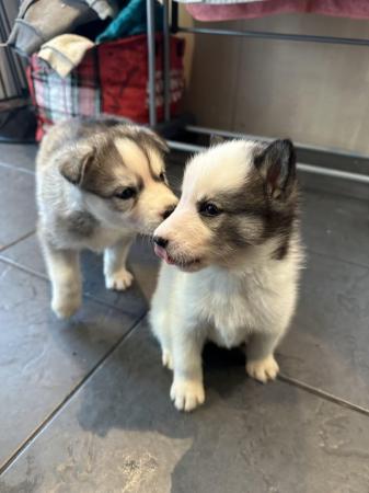 Image 6 of Amazing Siberian Husky Puppies( rear colours) pure breed