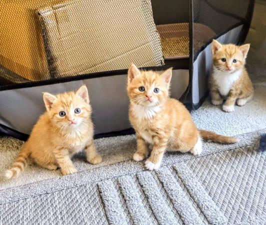 Image 19 of 5 kittens for sale 2 gingers and 3 bark speckled,