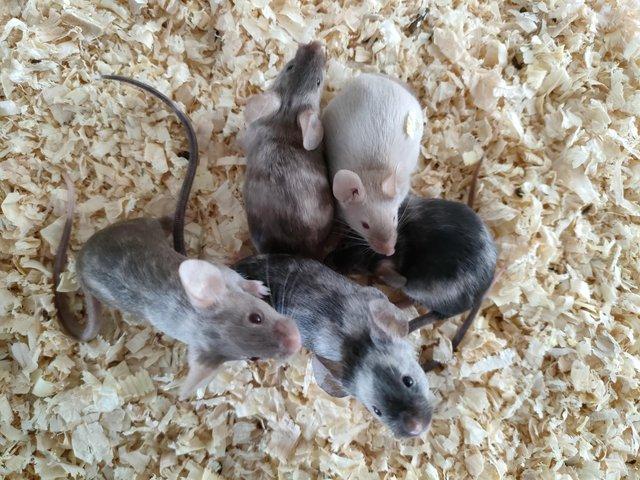 Preview of the first image of *Currently unavailable* Fancy mice, female. Price in ad..