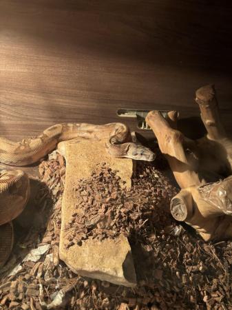 Image 3 of Male& female boa constrictor adults breeding pair