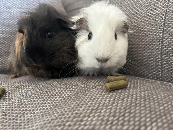 Image 2 of 2 baby Guinea pig boys bonded