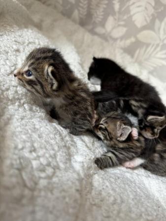 Image 8 of 4 kittens for sale ready 8th july