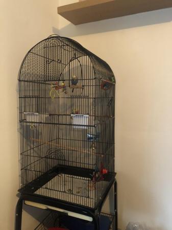 Image 5 of 1 year old budgie for sale comes with cage