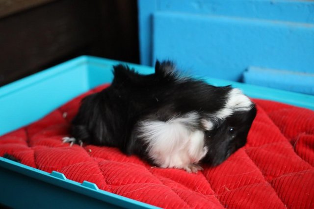 Preview of the first image of Peruvian cross Satin Baby Boars Guinea Pigs.
