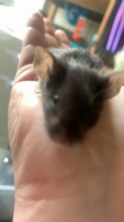 Image 5 of 12 female mice for £40 and singular males for £5 EACH!