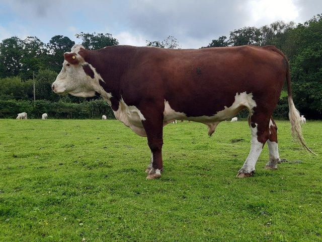 Preview of the first image of Pedigree Hereford Bull. Clear TB test. Ready to go..