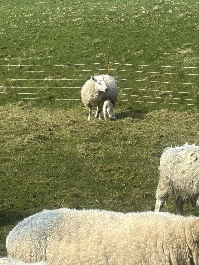 Preview of the first image of Ewes and lambs twins triple single.