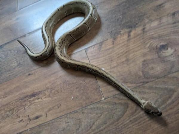 Image 5 of Pinstripe Royal Python  For Sale