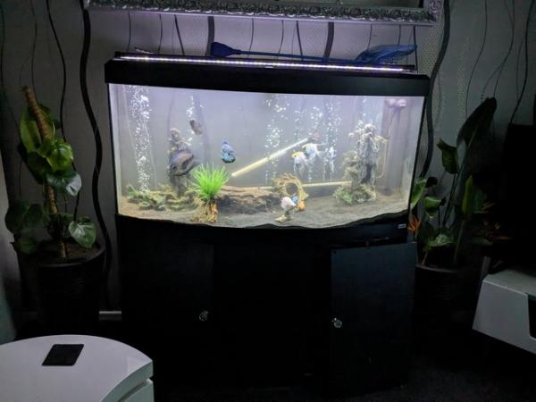 Image 1 of FLUVAL VICENZA BOW FRONT TANK