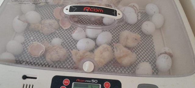 Image 1 of Fertile /Hatching Eggs : White Leghorn Pure Breed