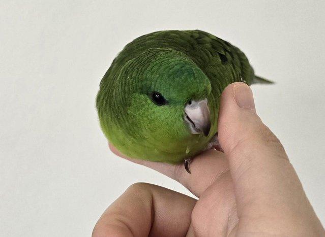 Preview of the first image of 9 weeks old handreared lineolated parakeet for sale.