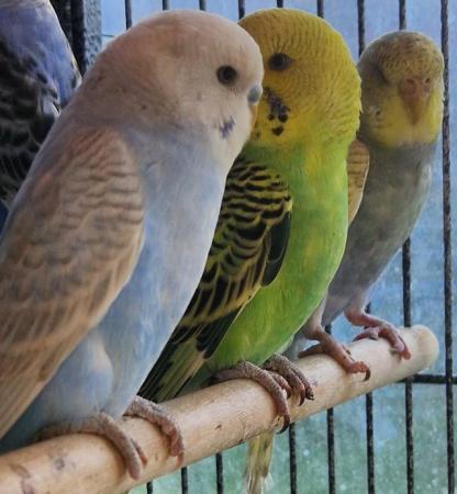 Image 2 of 2024 Aviary bred Budgies £20 each
