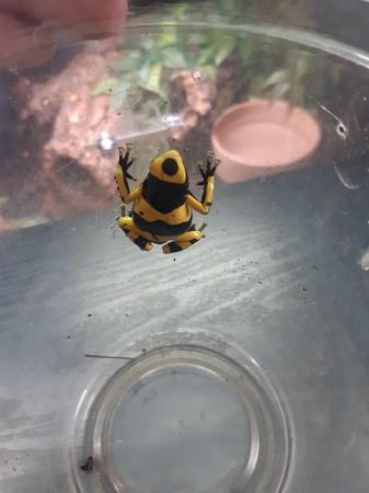 Image 3 of Dendrobates leucomelas available