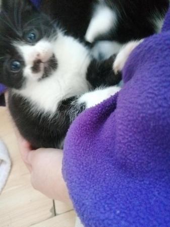 Image 3 of (2 LEFT!) 5 beautiful black and white kittens