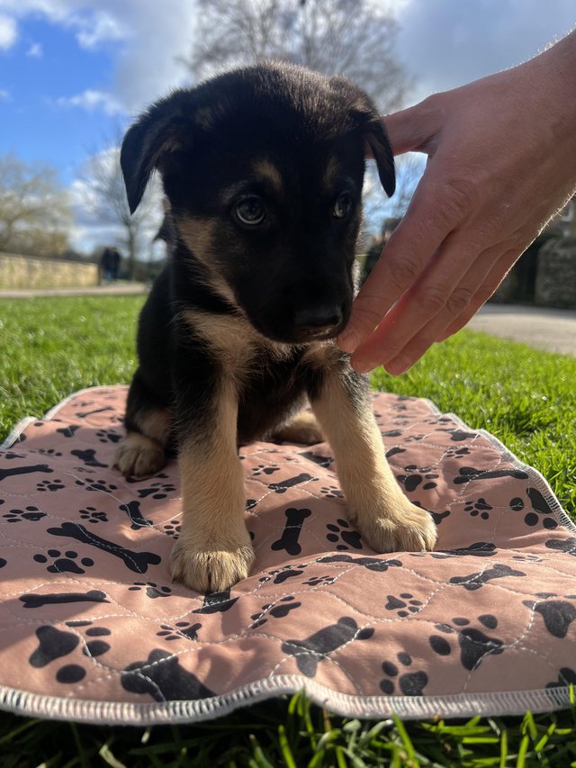 Husky and german shepherd mix hot sale for sale