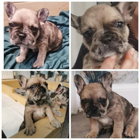 Image 16 of reduced qualityKc registered french bull dog puppies