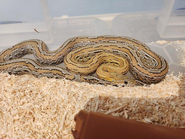 Preview of the first image of Corn snakes for sale £60.