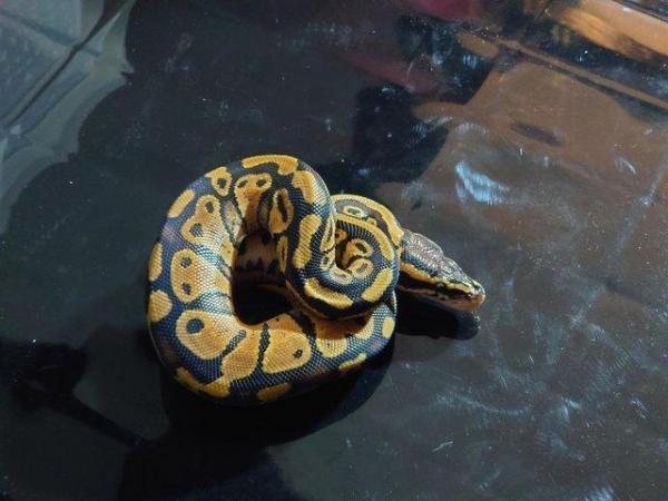 Image 3 of CB 23 royal python pastel het pied female