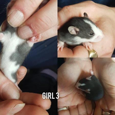 Image 6 of Baby rats girls and boys smooth coat top eared