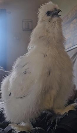 Image 5 of Male Silkie, born November 19th 2023