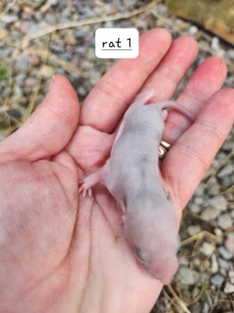 Image 5 of Extremely friendly baby rats ready 17th june