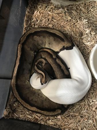 Image 1 of Female ball pythons available