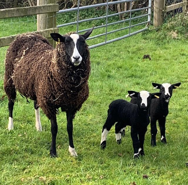 Preview of the first image of NEW PRICE Zwartble yearlings with Dutch Spotted lambs.