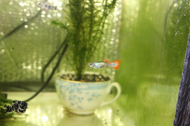 Image 4 of Tropical Fish Male & Female Guppies and Mollies £1 Each