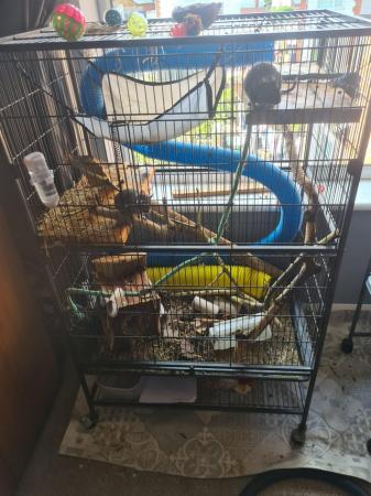 Image 5 of Dagu and cage for sale see photos