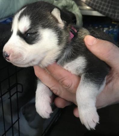 Image 8 of Gorgeous Siberian husky puppies for sale!