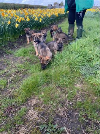 Image 4 of German Shepherd puppies huge straight back 3 boys left.