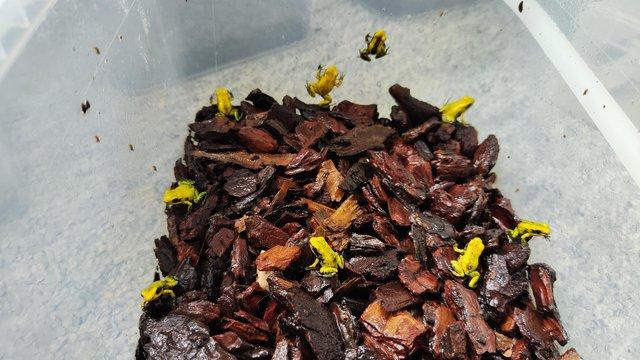 Preview of the first image of For sale phyllobates terribilis dart frogs.