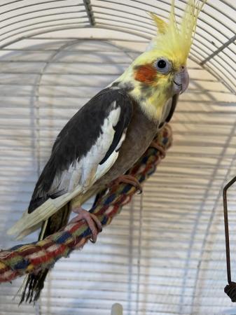 Image 5 of Quality Baby & Adult breeding cockatiels - Various Colours