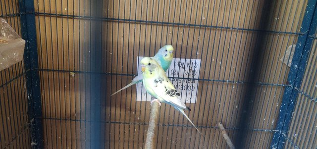 Image 4 of Selling budgies, ages between 2 years and 4 years.