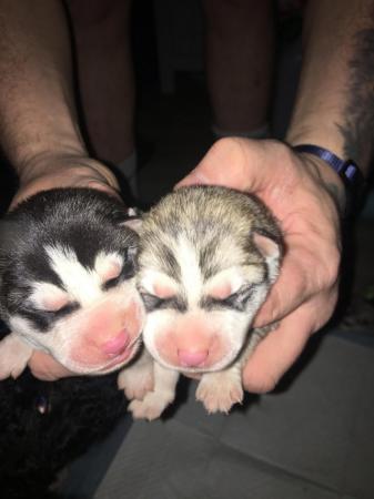 Image 6 of Gorgeous Siberian husky puppies for sale!