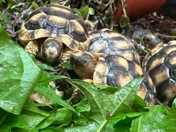 Image 5 of Baby Marginated tortoises and setups for sale