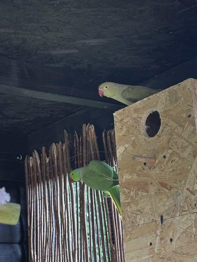 Preview of the first image of Indian Ringneck breeding pair.