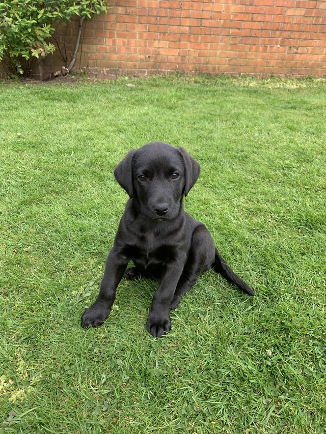 Preview of the first image of One female working Labrador puppy left.