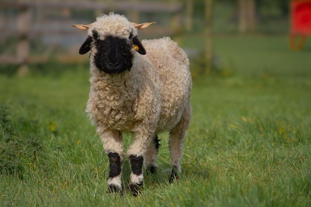 Image 3 of Valais Blacknose shearling ewes for sale
