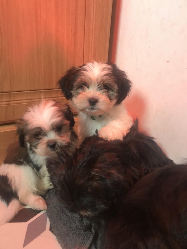 Preview of the first image of Bichon frise x shih tzu puppies 8 weeks old.