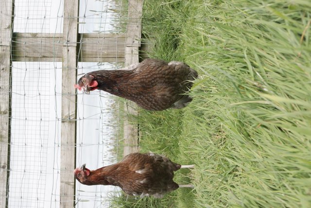 Image 3 of Beautiful Point of Lay Hybrid Hens