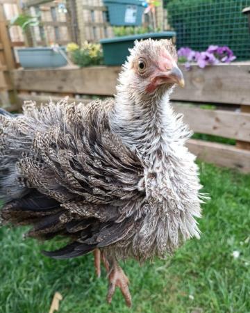 Image 6 of Frizzle feathered/flat coat pet chickens hens and cockerrell