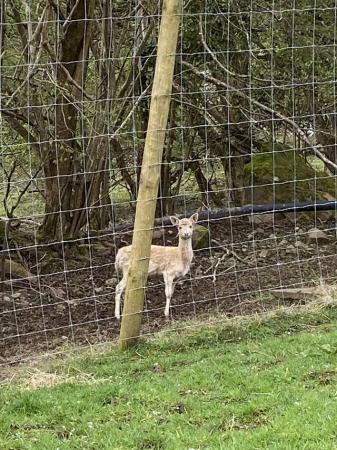 Image 2 of White fallow doe deer for sale