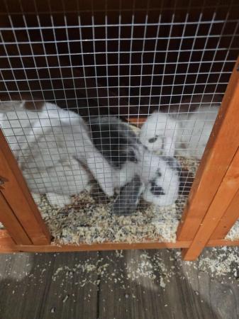Image 1 of Gorgeous Giant Lop Baby Boy Ready