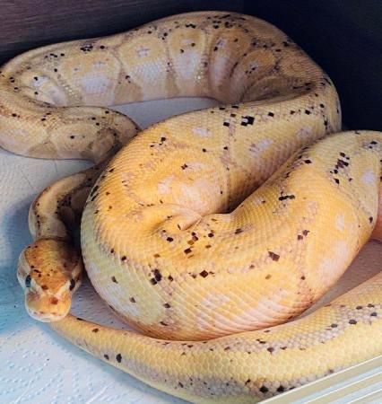 Image 5 of Adult Male banana pastel royal python