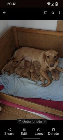 Image 4 of Beautiful fox Red and yellow Labrador pups