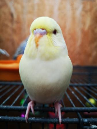 Image 11 of Baby hand tamed budgies for sale